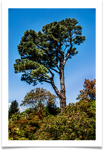 Rising above the rest - Richard Nicholls
